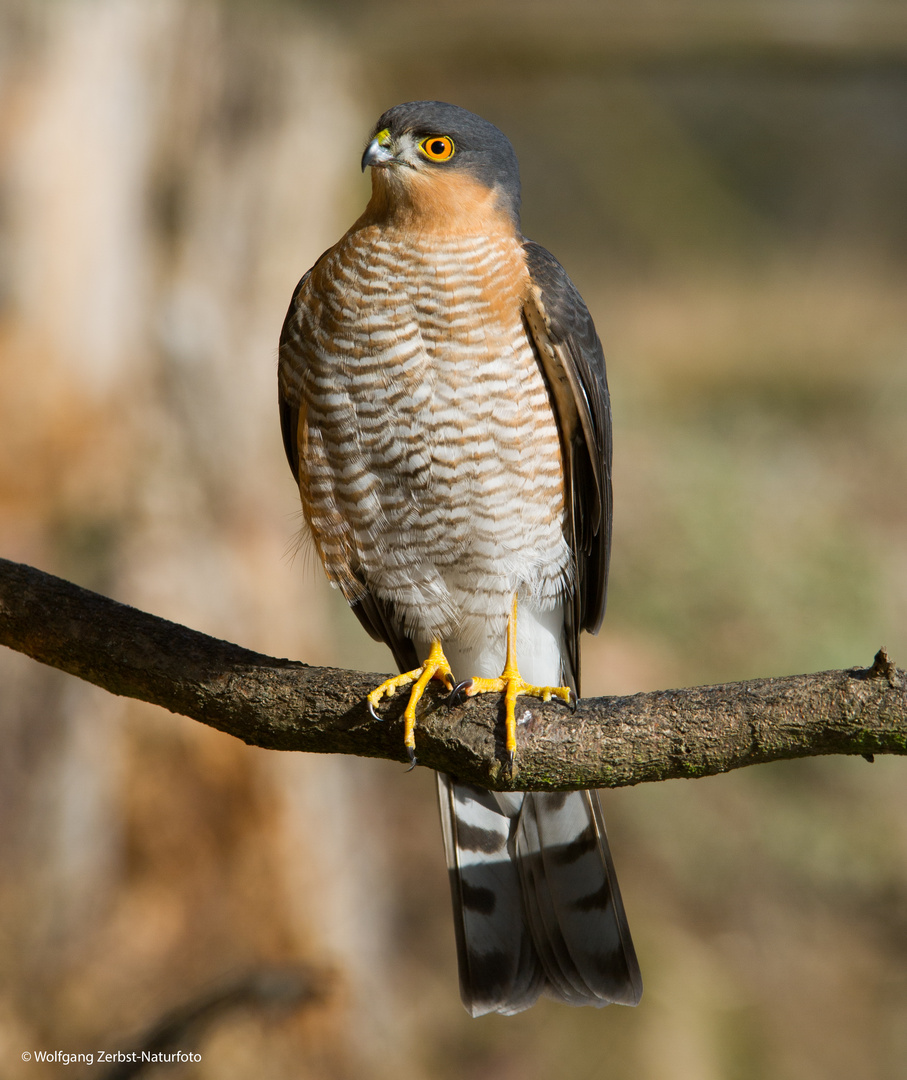 ---  Sperber  ---     ( Accipiter nisus )