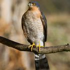 ---  Sperber  ---     ( Accipiter nisus )