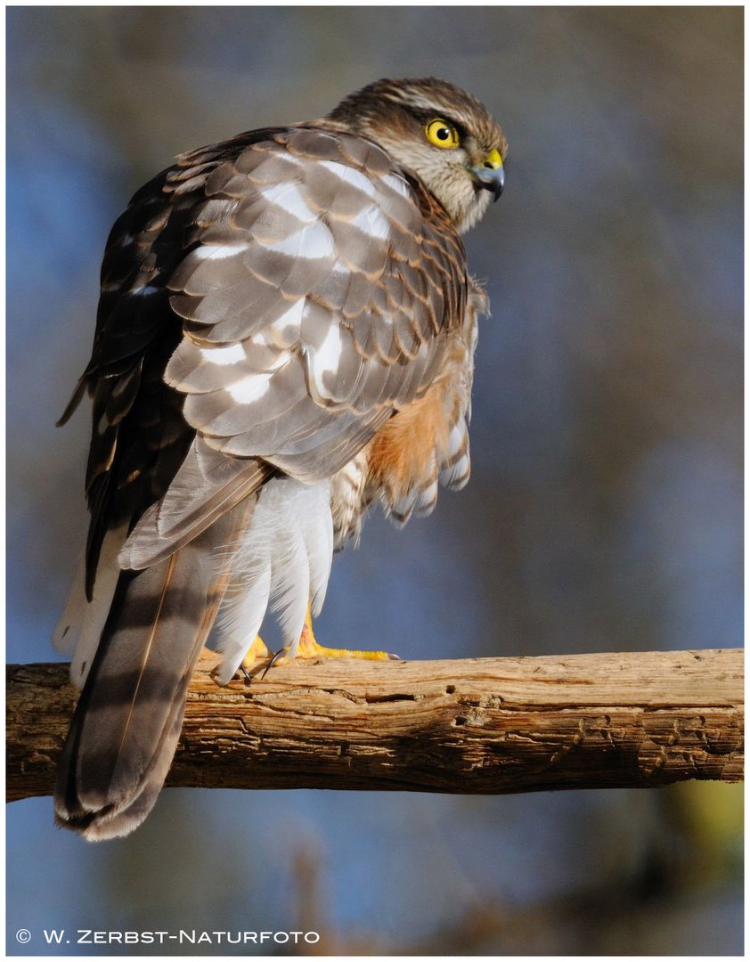 --- Sperber --- ( Accipiter nisus )