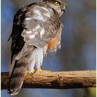 --- Sperber --- ( Accipiter nisus )