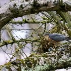 Sperber (Accipiter nisus) 