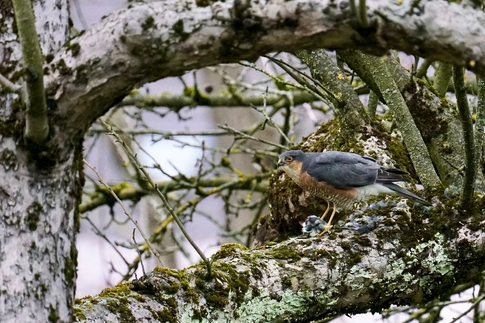 Sperber (Accipiter nisus) 