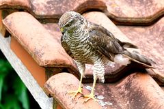 Sperber (Accipiter nisus)