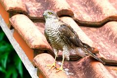 Sperber (Accipiter nisus)