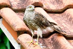 Sperber (Accipiter nisus)