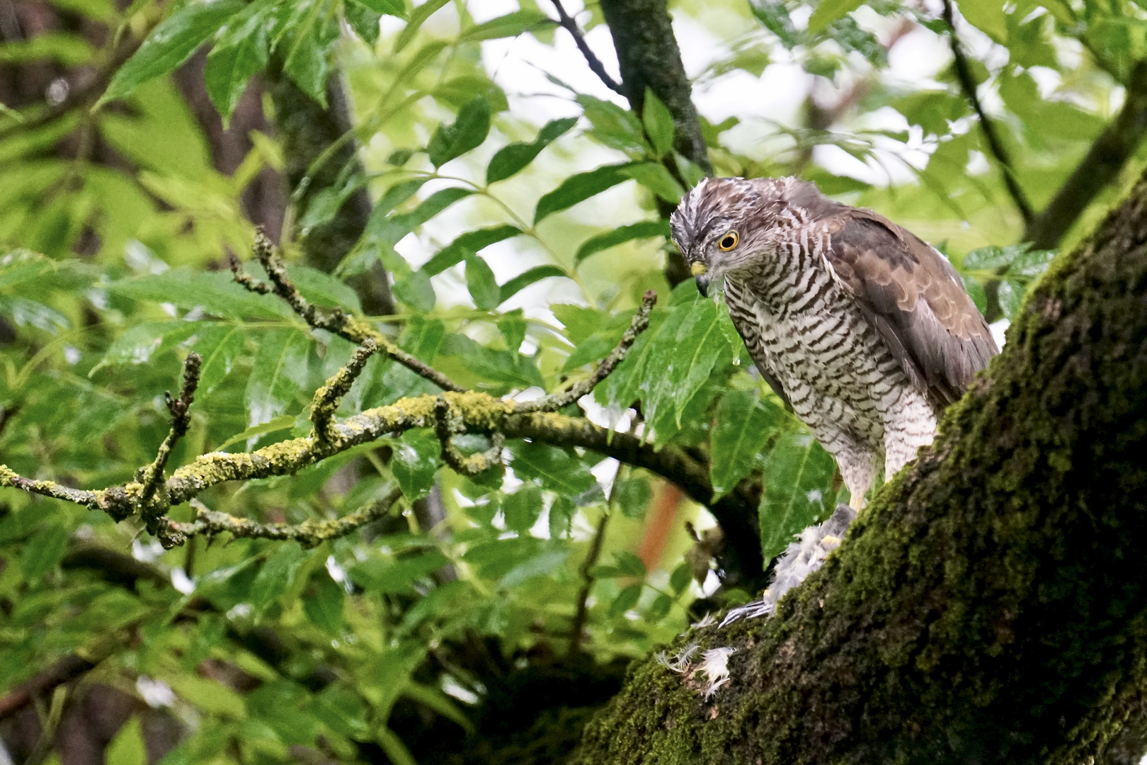 Sperber (Accipiter nisus)