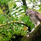 Sperber (Accipiter nisus)