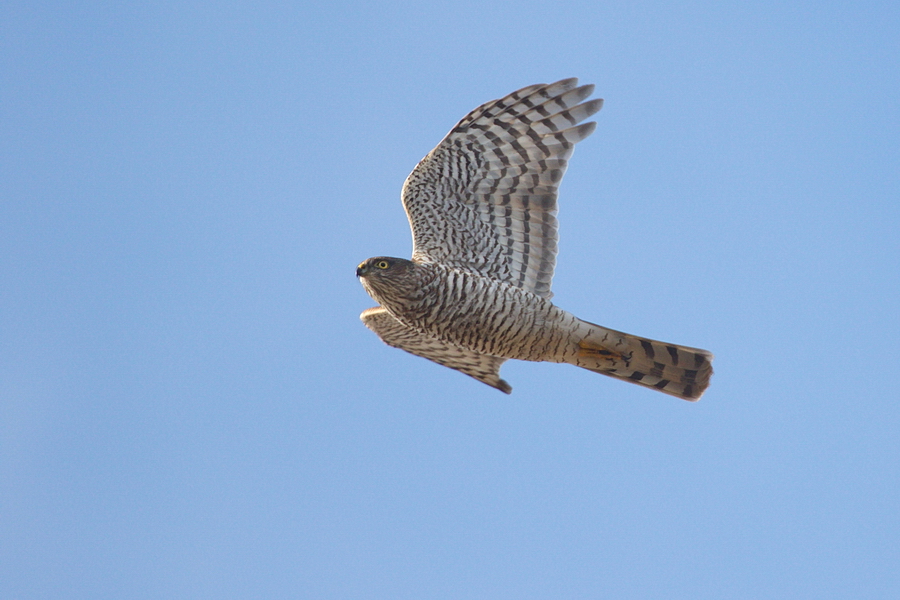 Sperber ( Accipiter nisus )