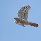 Sperber ( Accipiter nisus )