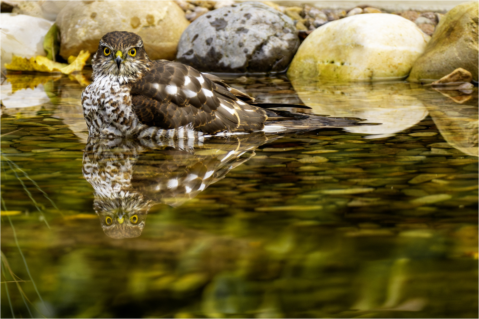 Sperber (Accipiter nisus)