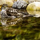 Sperber (Accipiter nisus)