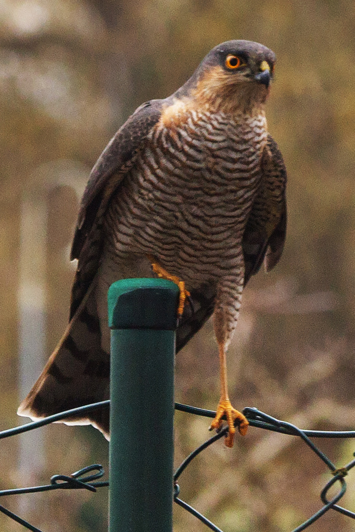 Sperber (Accipiter nisus)