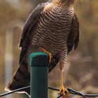 Sperber (Accipiter nisus)