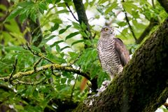 Sperber (Accipiter nisus)