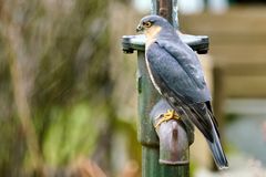 Sperber (Accipiter nisus)