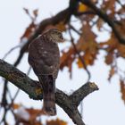  Sperber (Accipiter nisus) auf der Lauer 