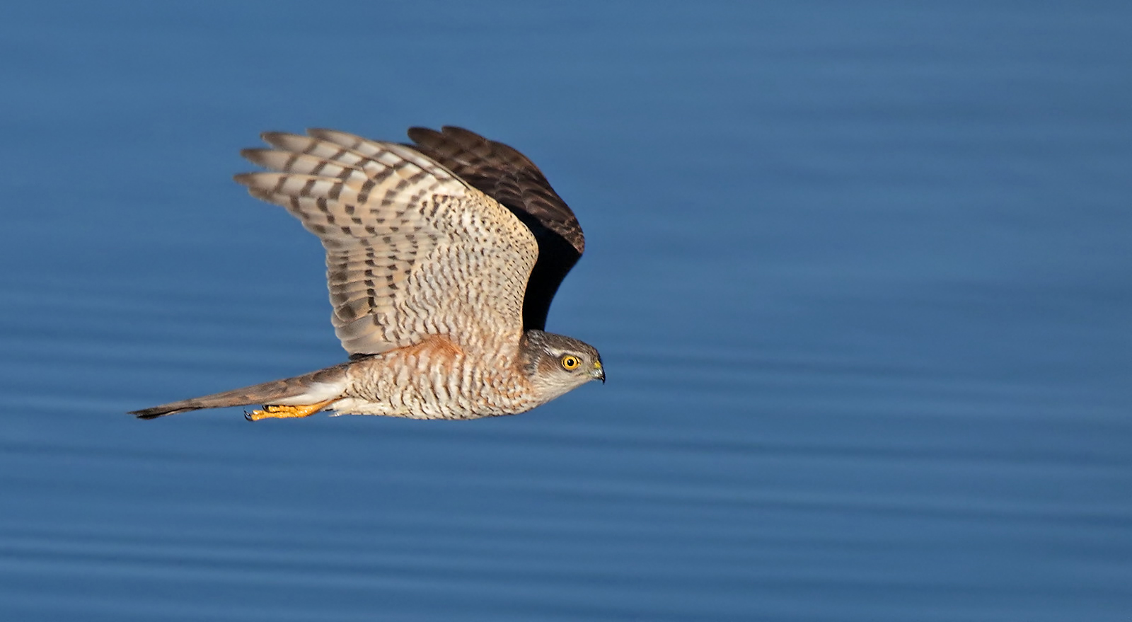 Sperber (Accipiter nisus) 