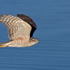 Sperber (Accipiter nisus) 