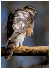 - Sperber - ( Accipiter nisus )