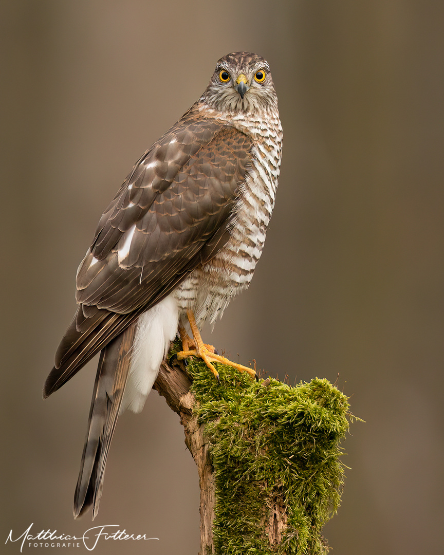 Sperber (Accipiter nisus) 