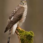 Sperber (Accipiter nisus) 