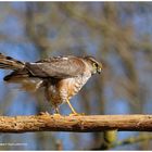 --- Sperber --- ( Accipiter nisus )