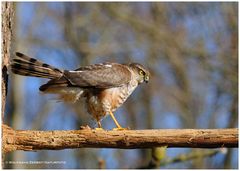 --- Sperber --- ( Accipiter nisus )