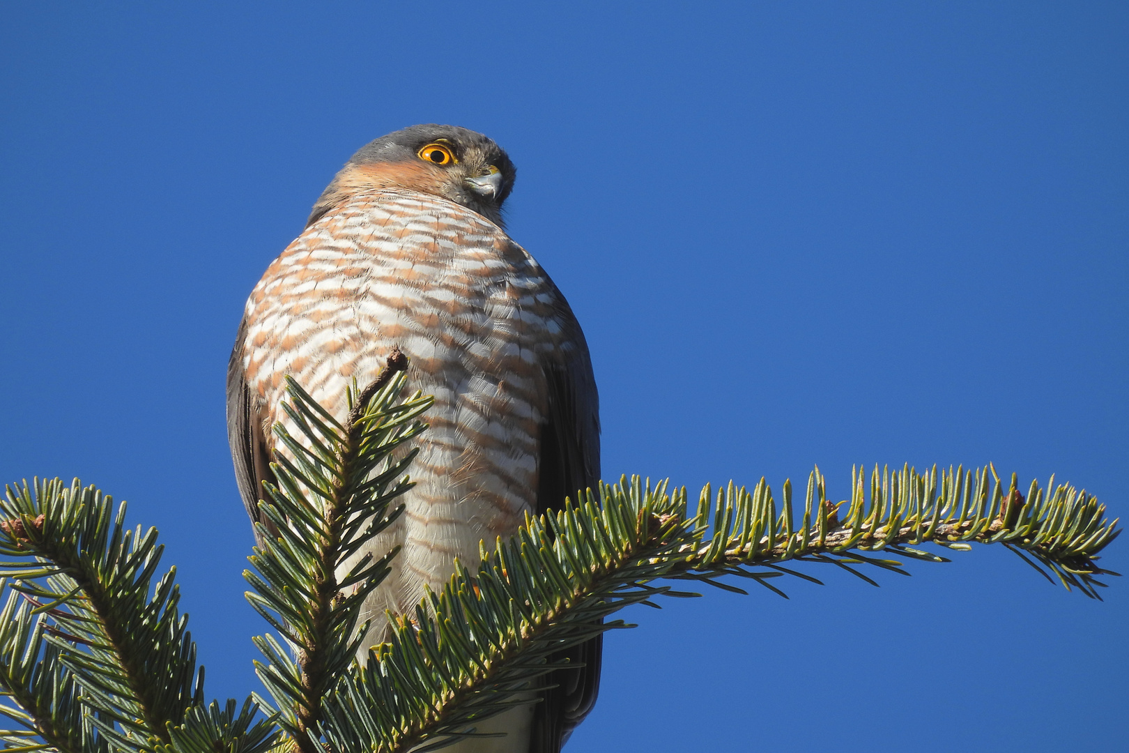 Sperber - Accipiter nisus