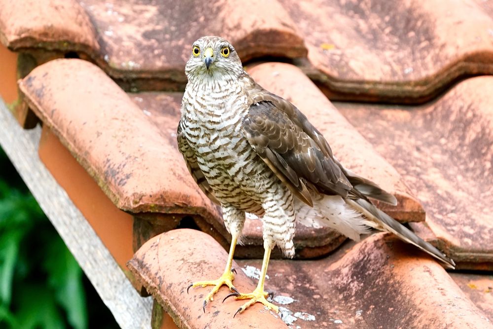 Sperber (Accipiter nisus)