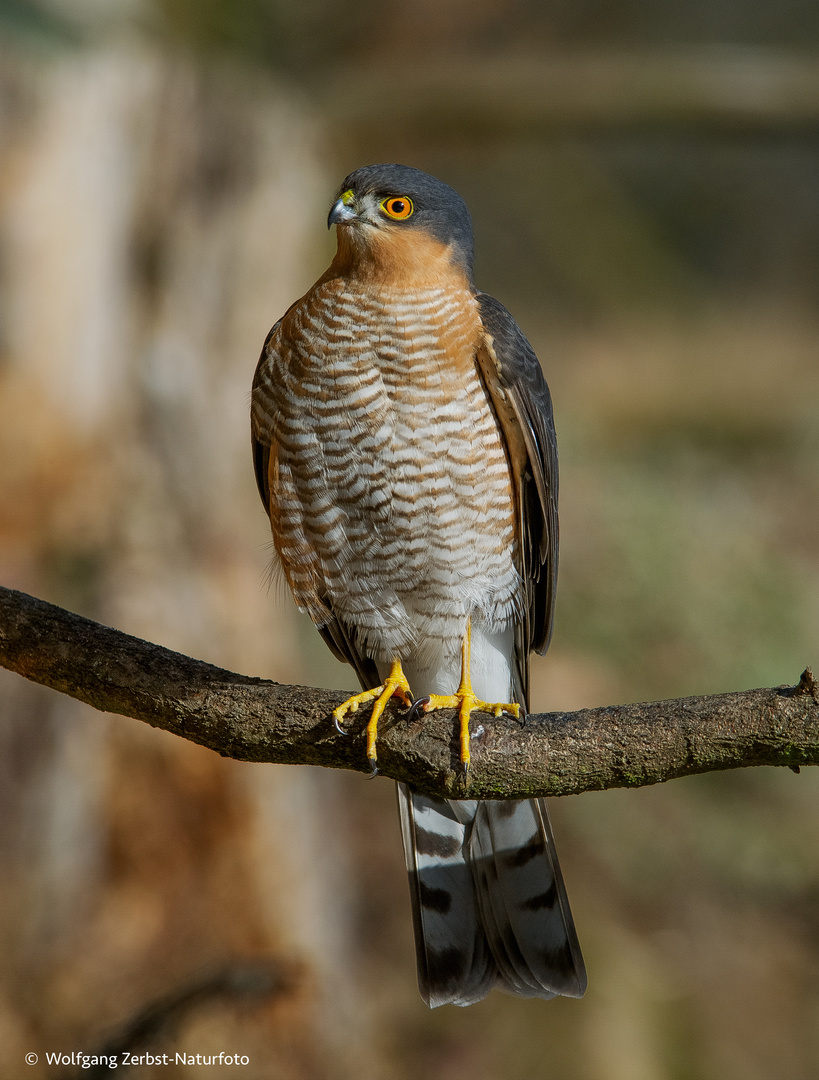  - SPERBER - ( Accipiter nisus )