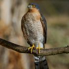  - SPERBER - ( Accipiter nisus )