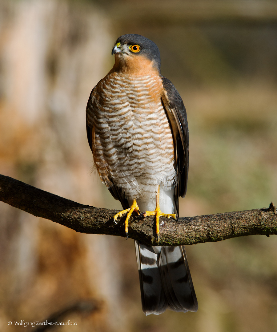  - SPERBER -    ( Accipiter nisus )