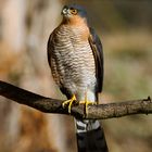  - SPERBER -    ( Accipiter nisus )