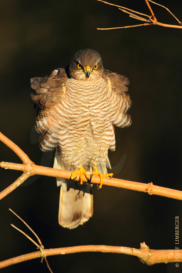 Sperber (Accipiter nisus)  Copyright Josef Limberger 