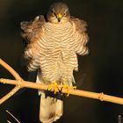 Sperber (Accipiter nisus)  Copyright Josef Limberger 