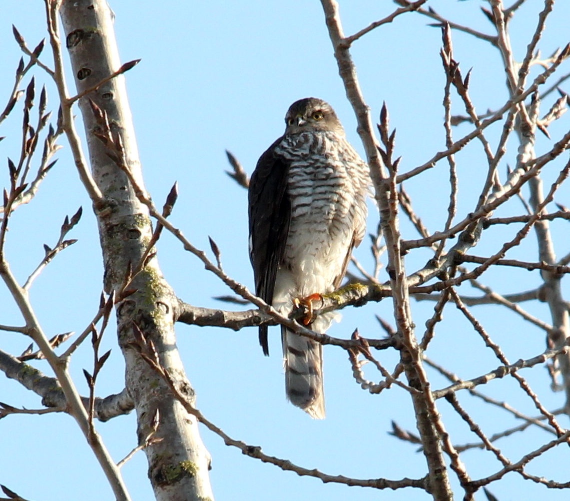 Sperber (Accipiter nisus)