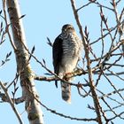 Sperber (Accipiter nisus)