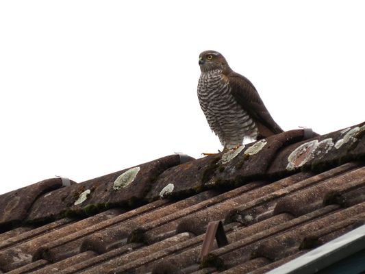 Sperber (Accipiter nisus)