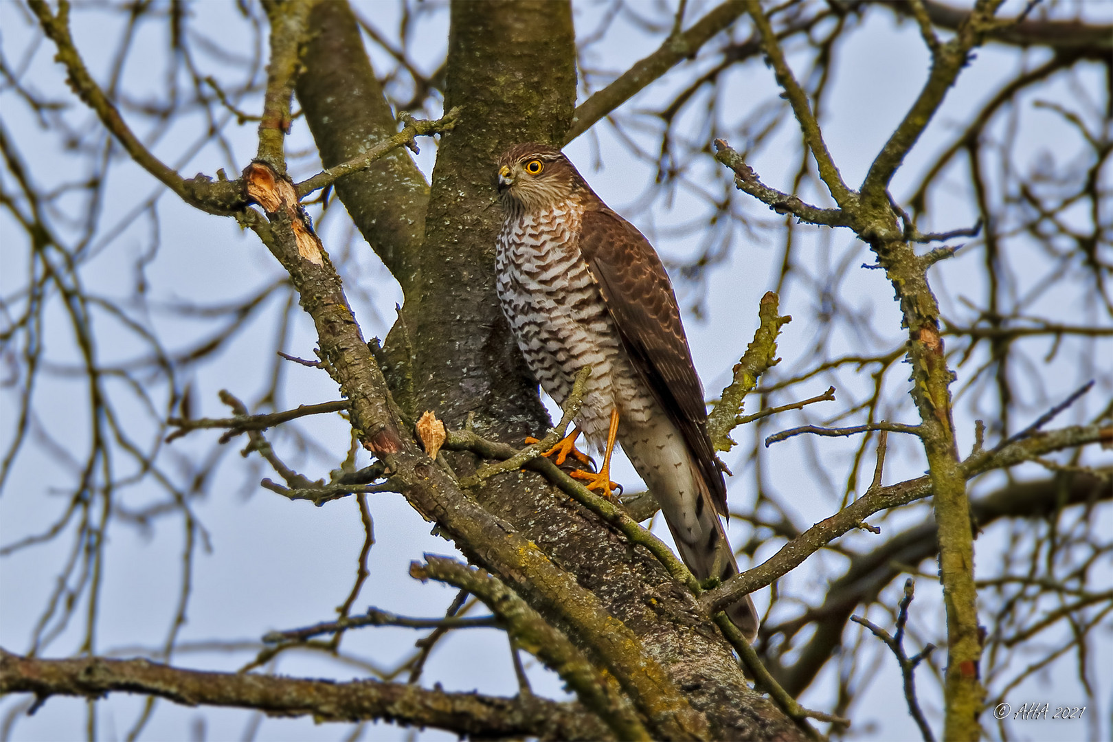 Sperber (Accipiter nisus)