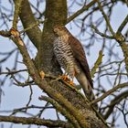 Sperber (Accipiter nisus)