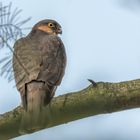 Sperber (Accipiter nisus) 