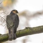 Sperber (Accipiter nisus) 