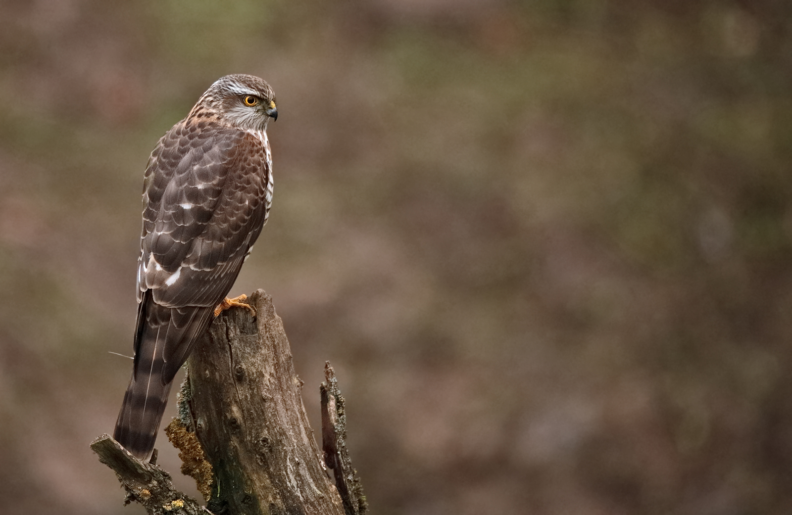 Sperber (Accipiter nisus)