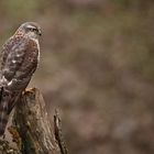 Sperber (Accipiter nisus)