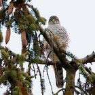 Sperber (Accipiter nisus)