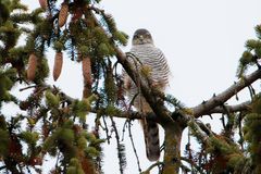 Sperber (Accipiter nisus)