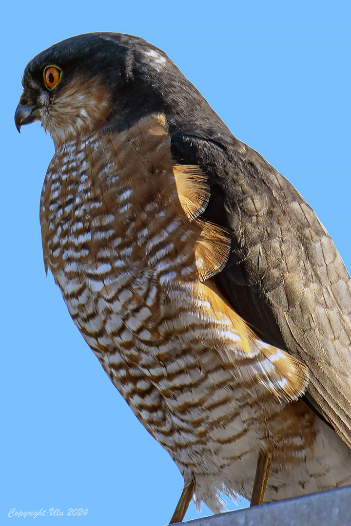 Sperber (Accipiter nisus)