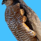 Sperber (Accipiter nisus)