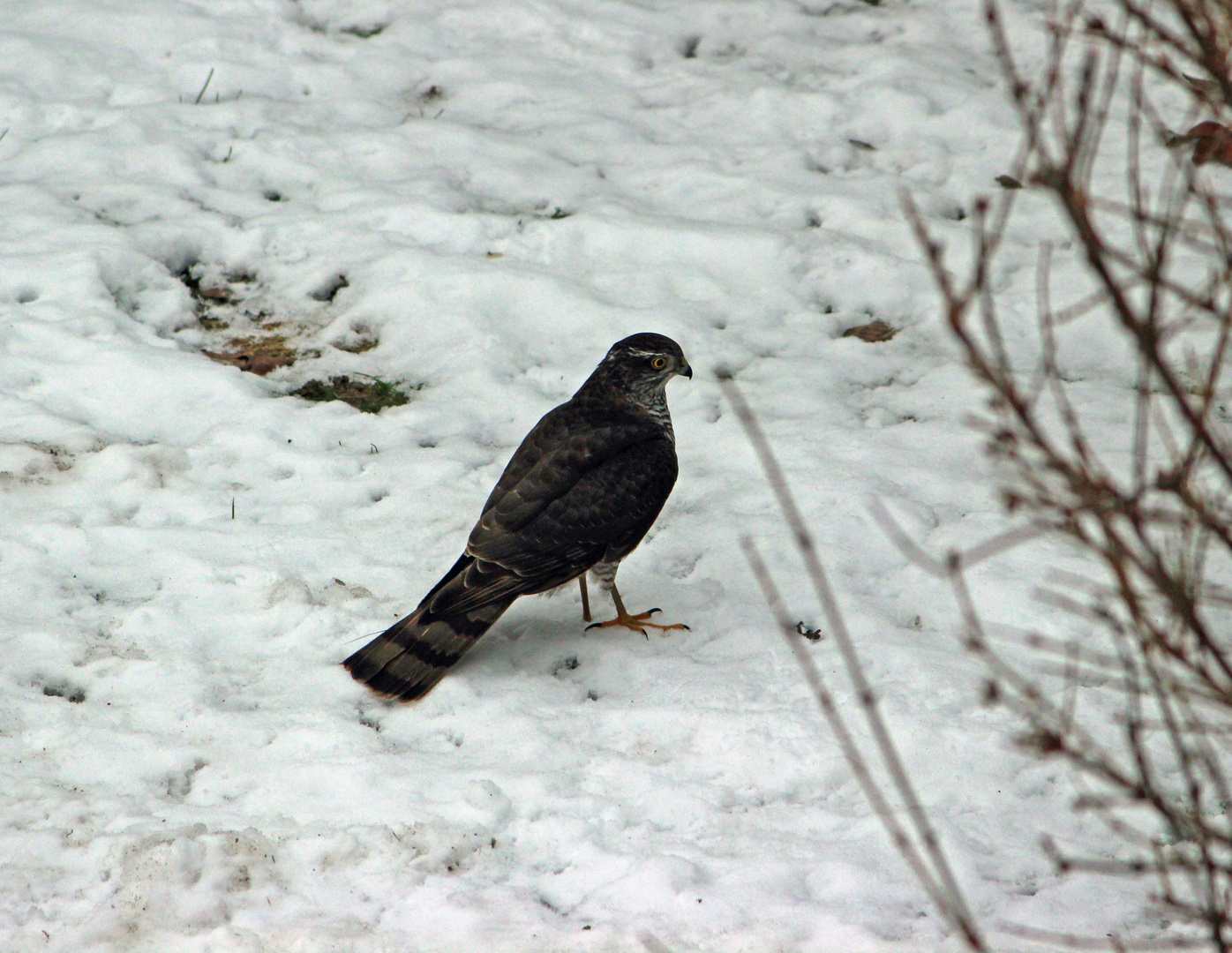 Sperber (Accipiter nisus) im heimischen Garten