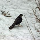 Sperber (Accipiter nisus) im heimischen Garten